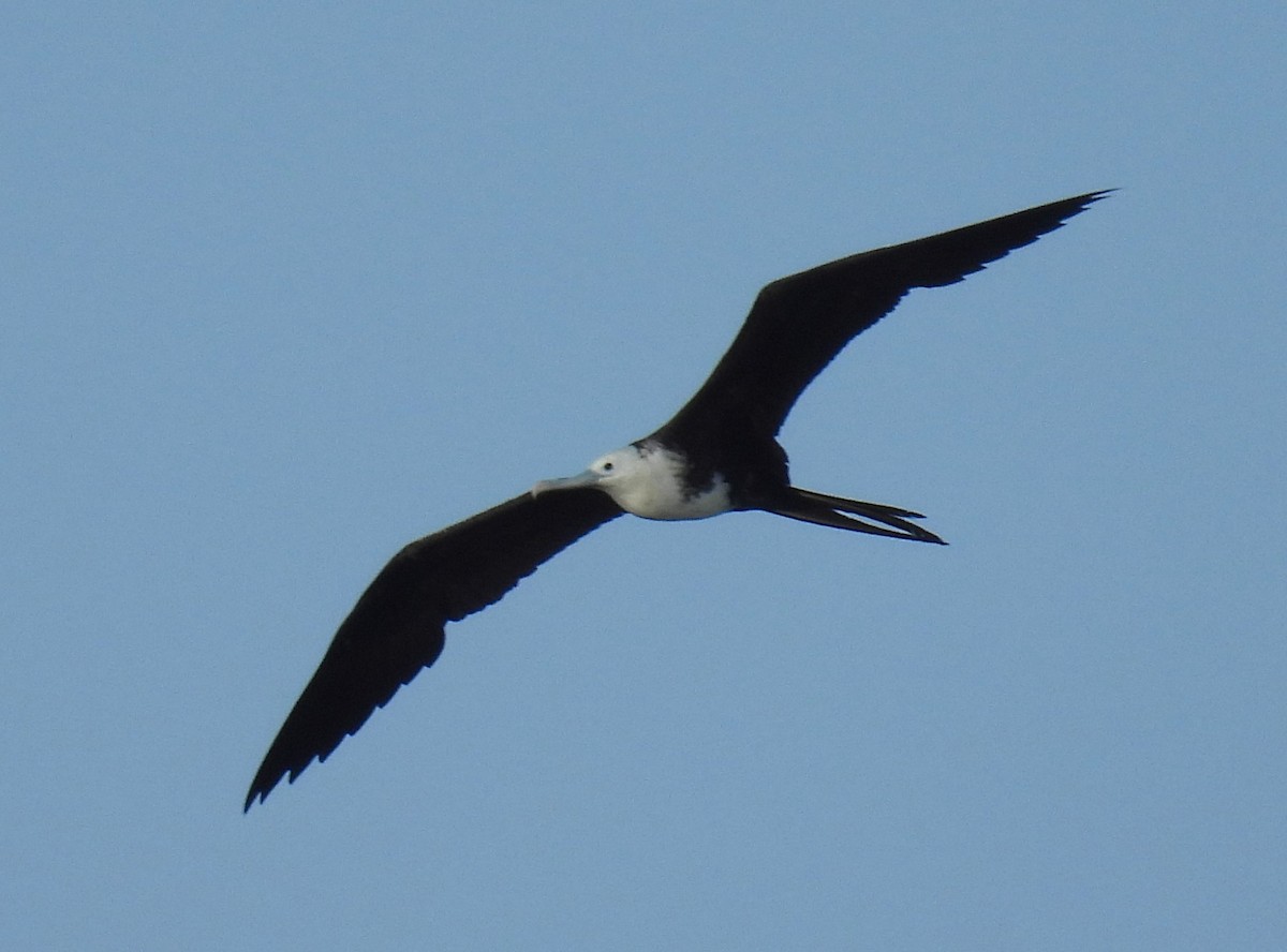 Magnificent Frigatebird - ML623701224