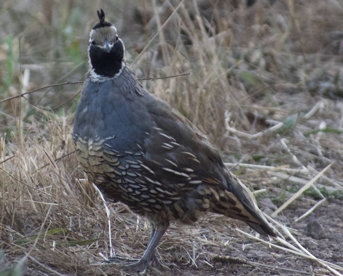 California Quail - ML623701225