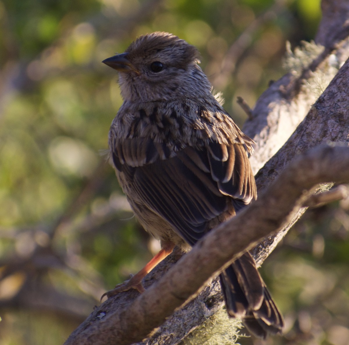 White-crowned Sparrow - ML623701278