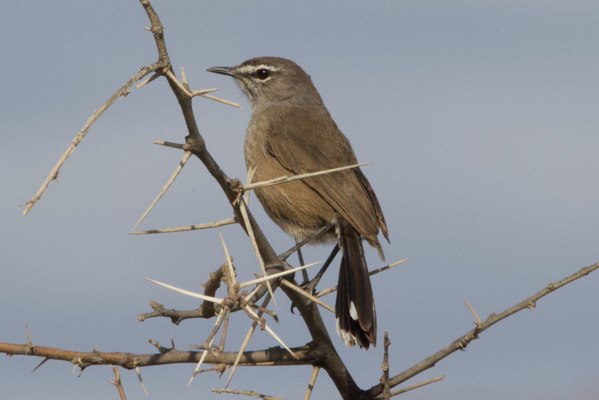 Karoo Scrub-Robin - ML623701280