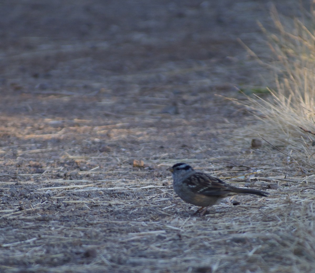 White-crowned Sparrow - ML623701286
