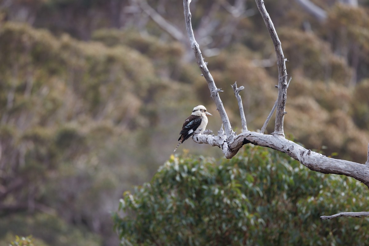 Laughing Kookaburra - ML623701289