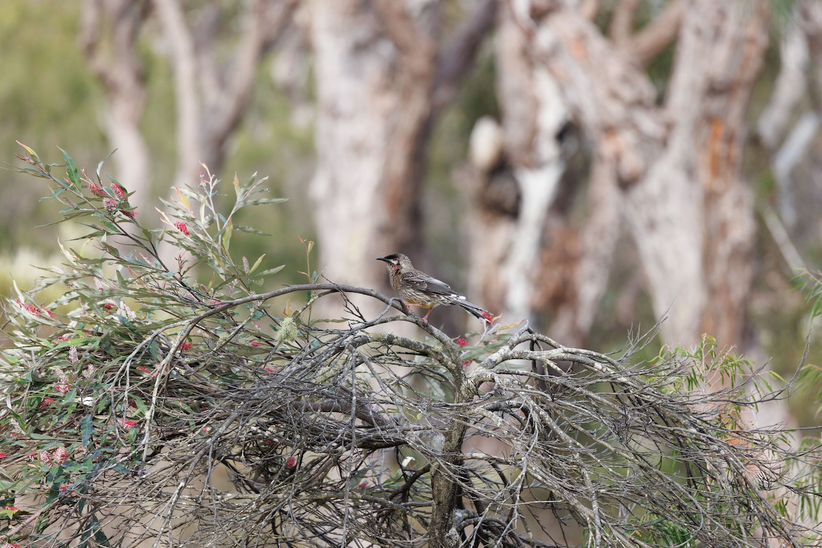 Red Wattlebird - ML623701291