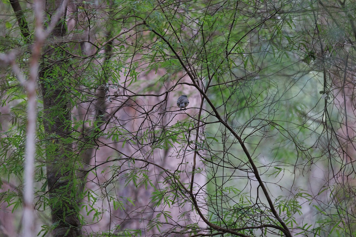 Golden Whistler (Western) - ML623701315