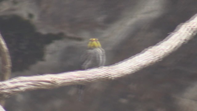 Yellow-rumped Honeyguide - ML623701336