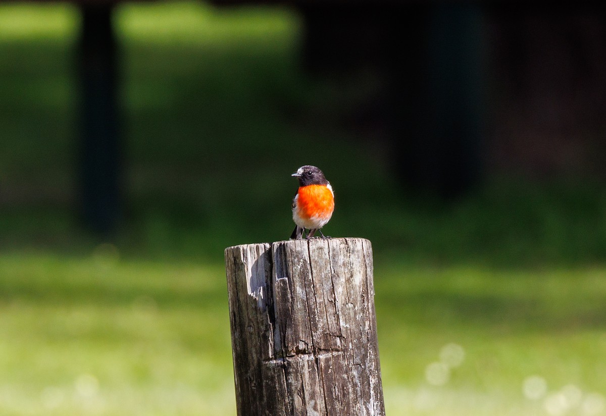 Scarlet Robin - Paul Rankin