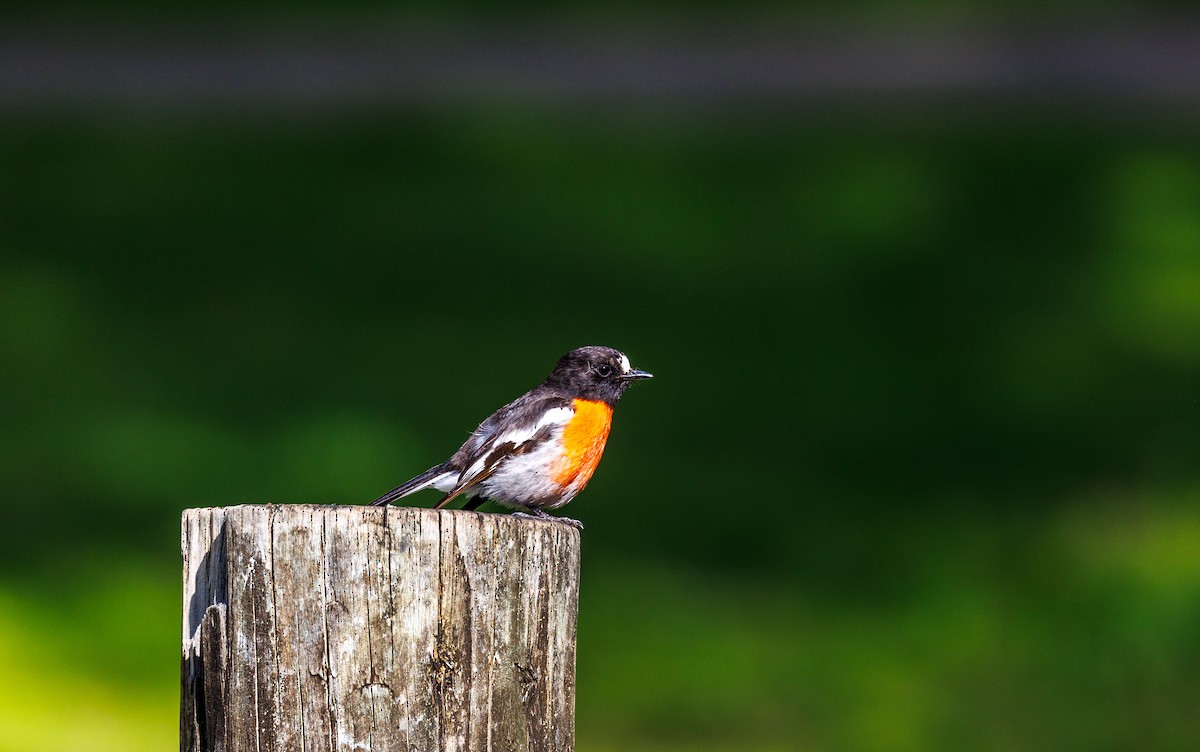 Scarlet Robin - Paul Rankin