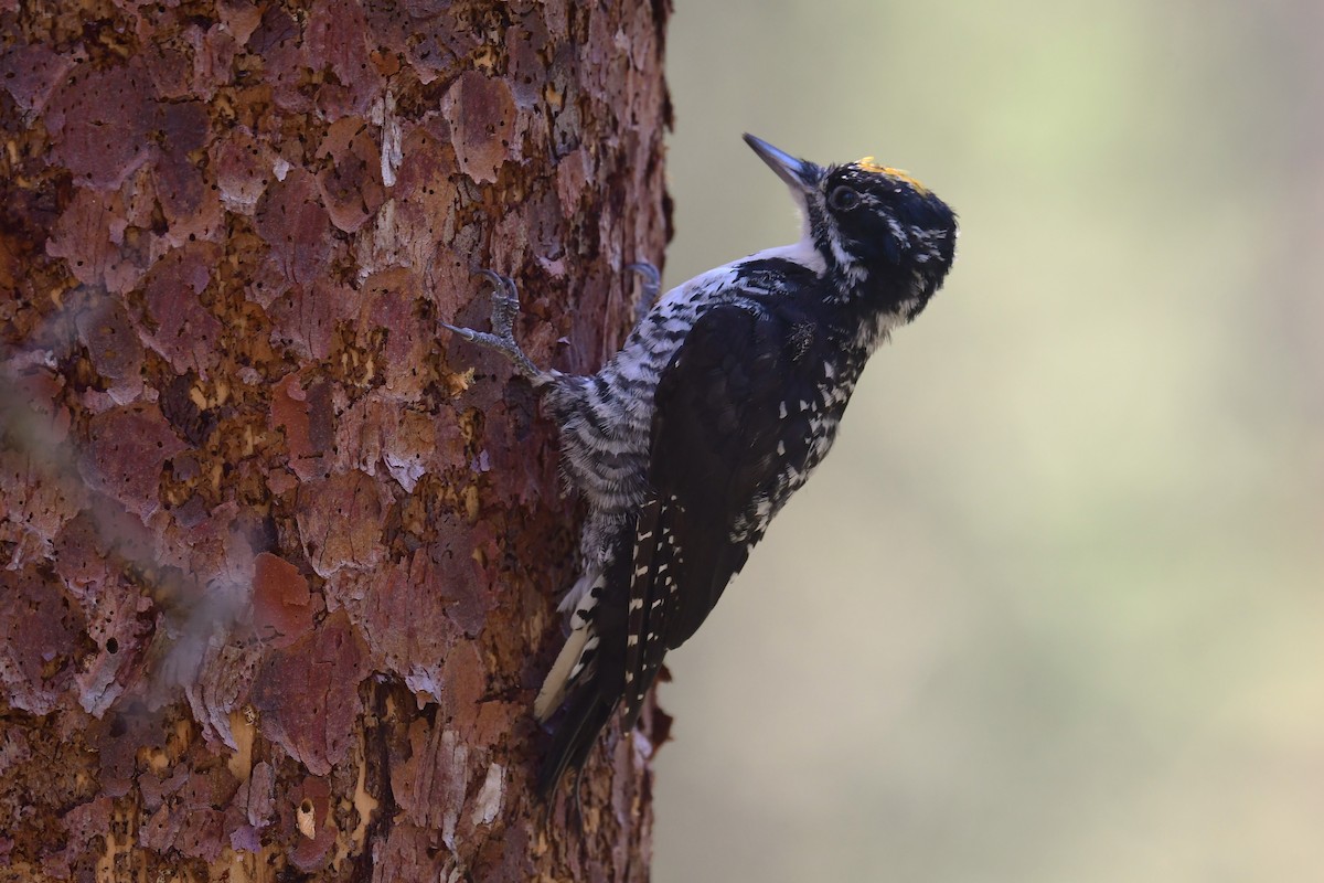 American Three-toed Woodpecker - ML623701367