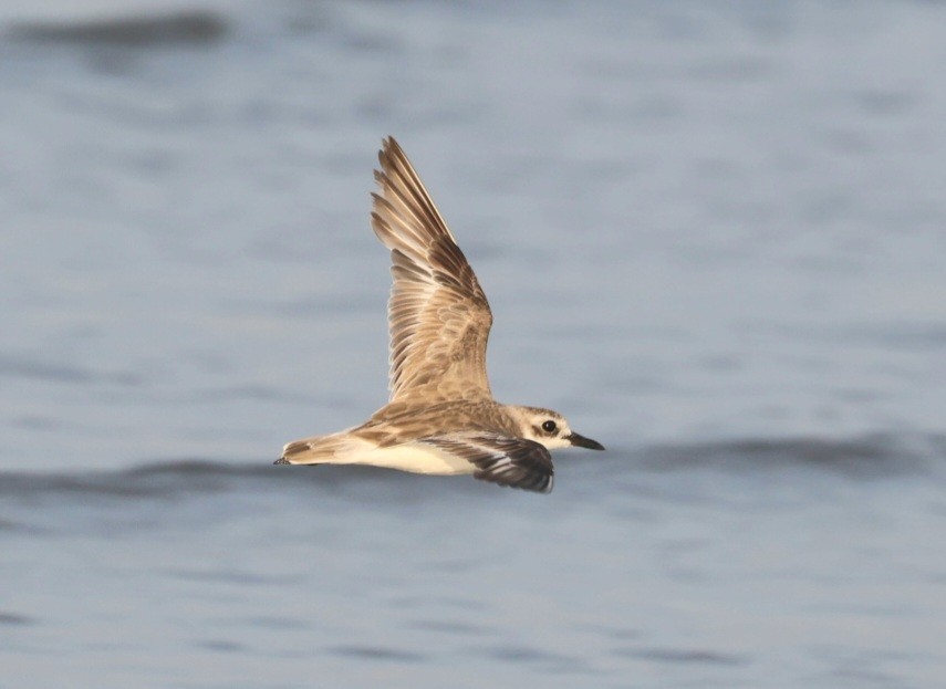 Greater Sand-Plover - ML623701368