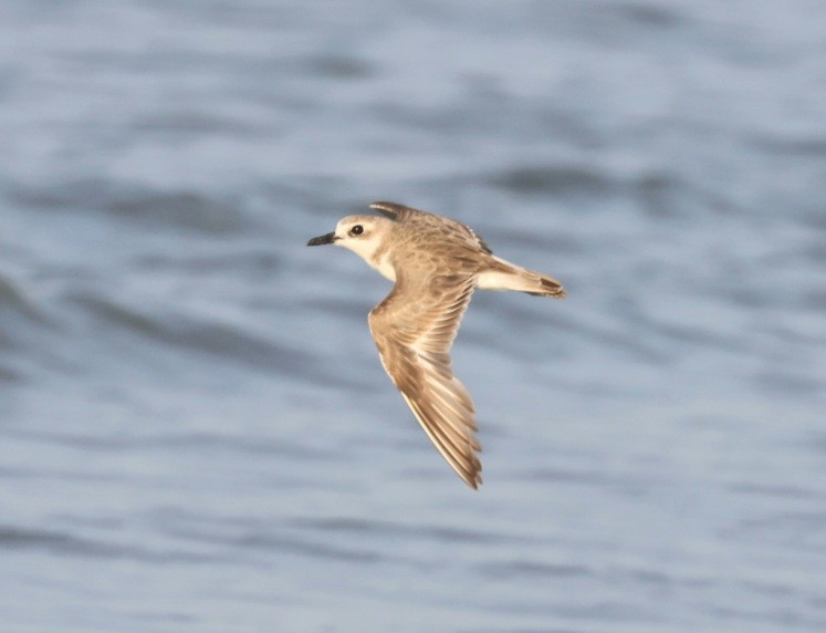 Greater Sand-Plover - ML623701373