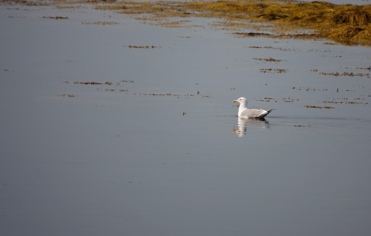 Herring Gull (American) - ML623701409