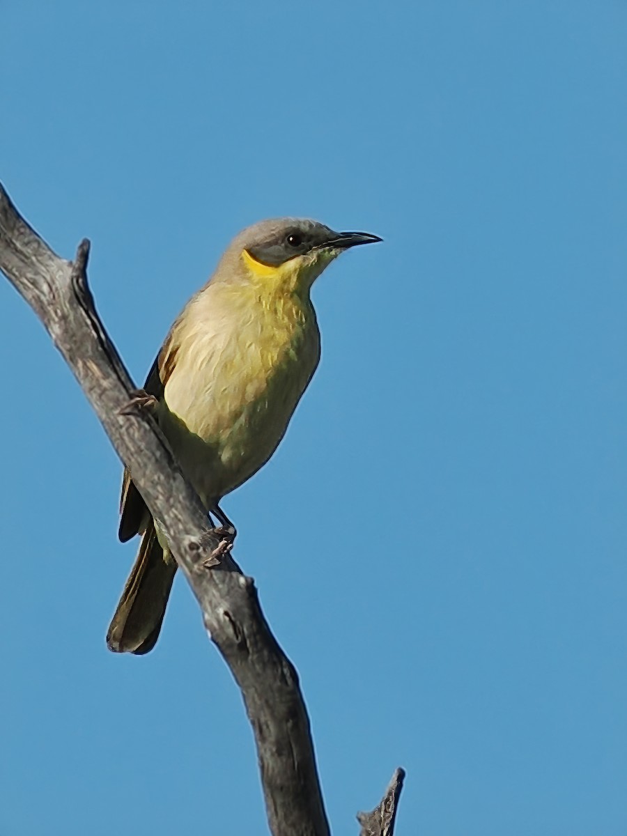 Gray-headed Honeyeater - ML623701434