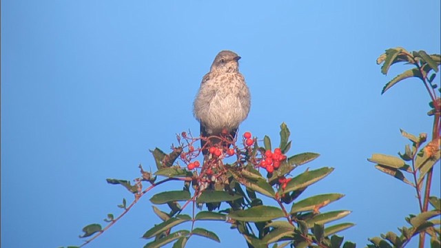 Northern Mockingbird - ML623701460