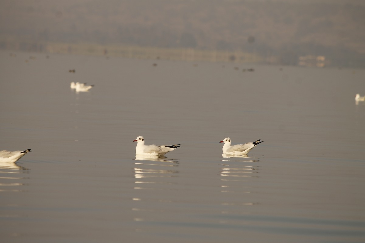 Brown-headed Gull - Pawan Soyam