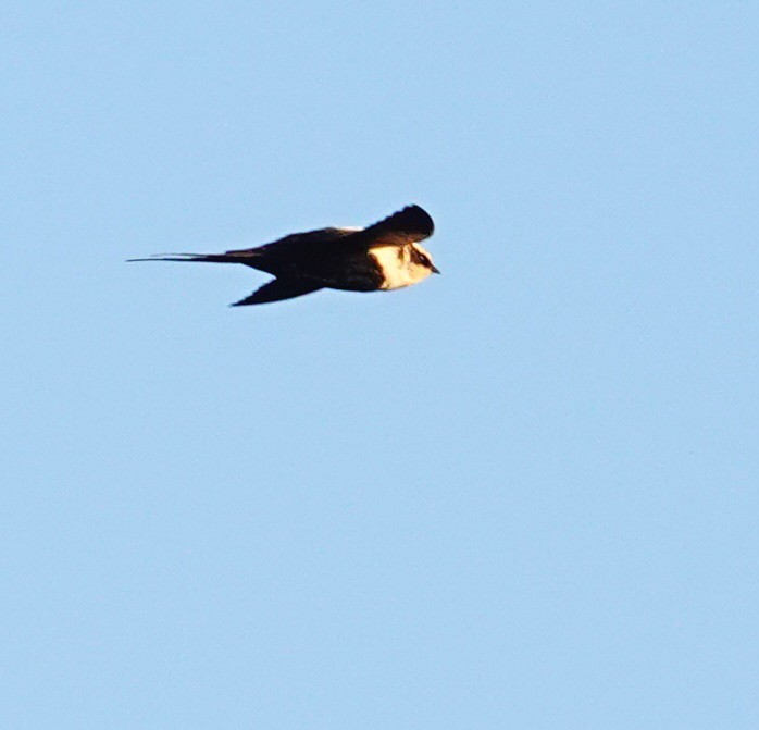 White-backed Swallow - ML623701506