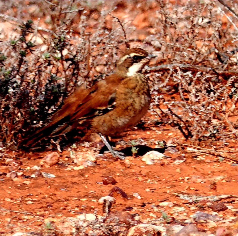 Cinnamon Quail-thrush - ML623701535