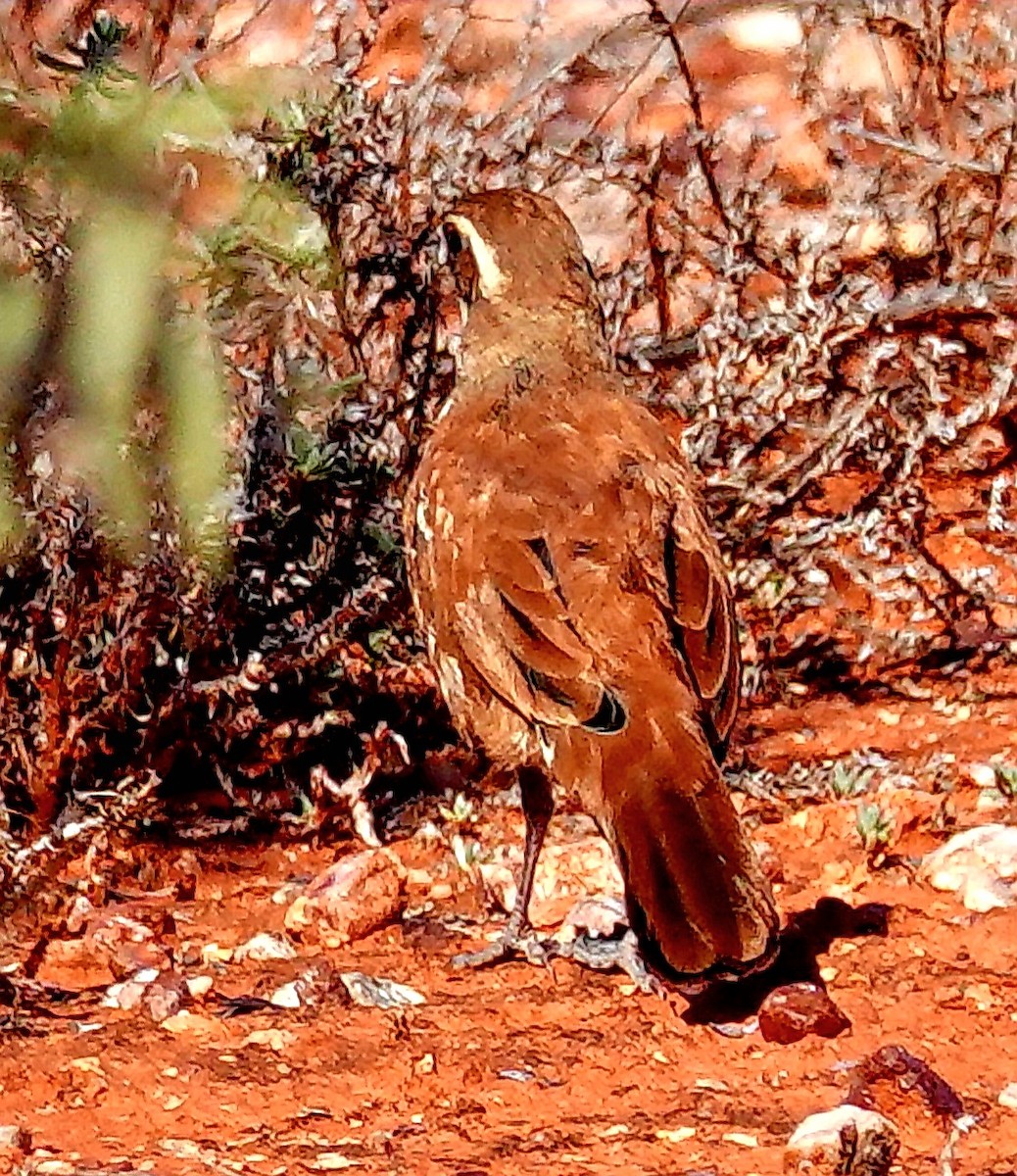 Cinnamon Quail-thrush - ML623701536