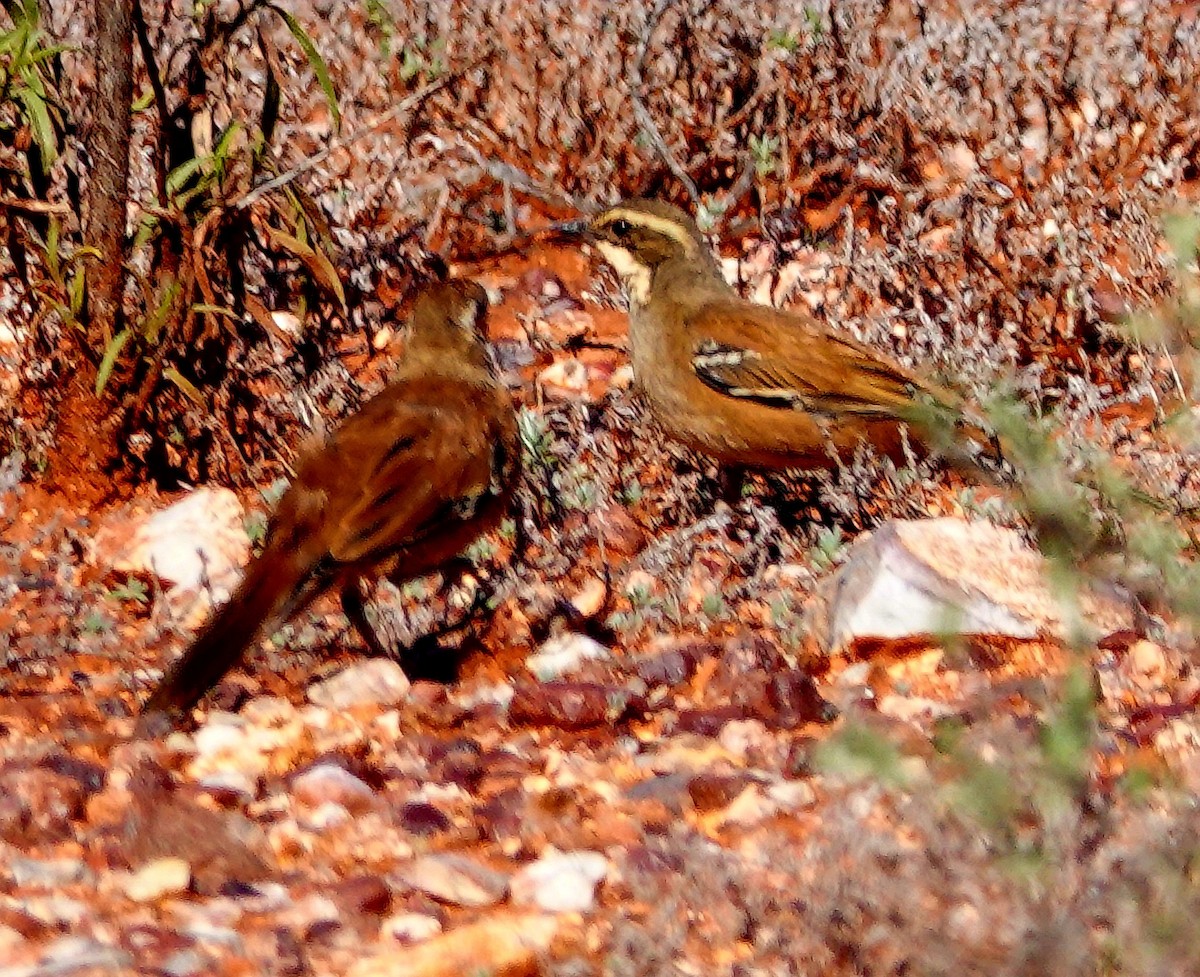 Cinnamon Quail-thrush - ML623701538