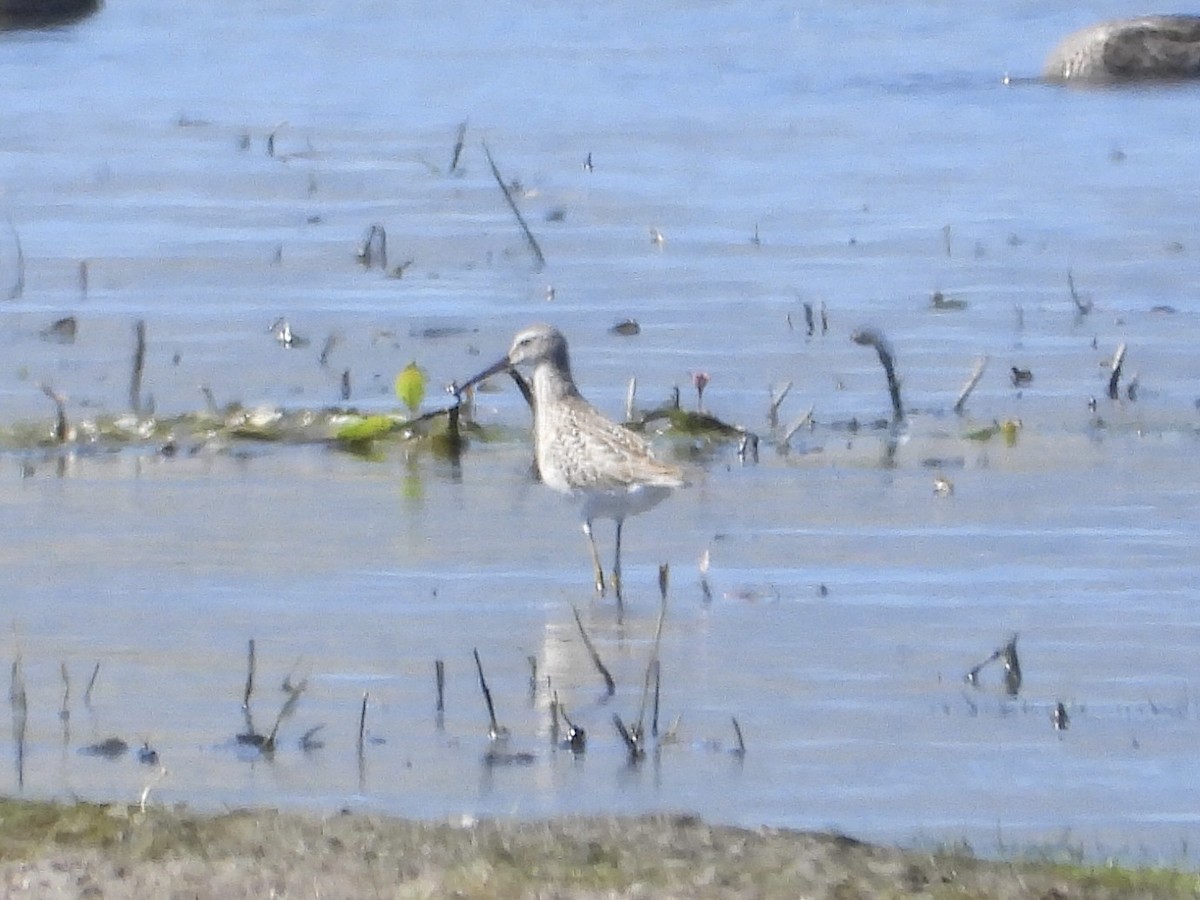 Bindenstrandläufer - ML623701541