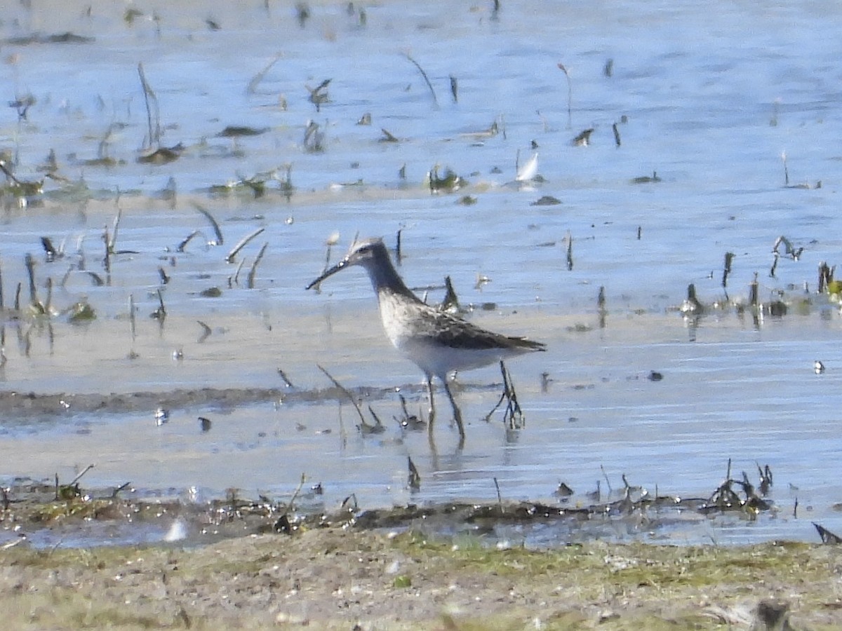 Bindenstrandläufer - ML623701542