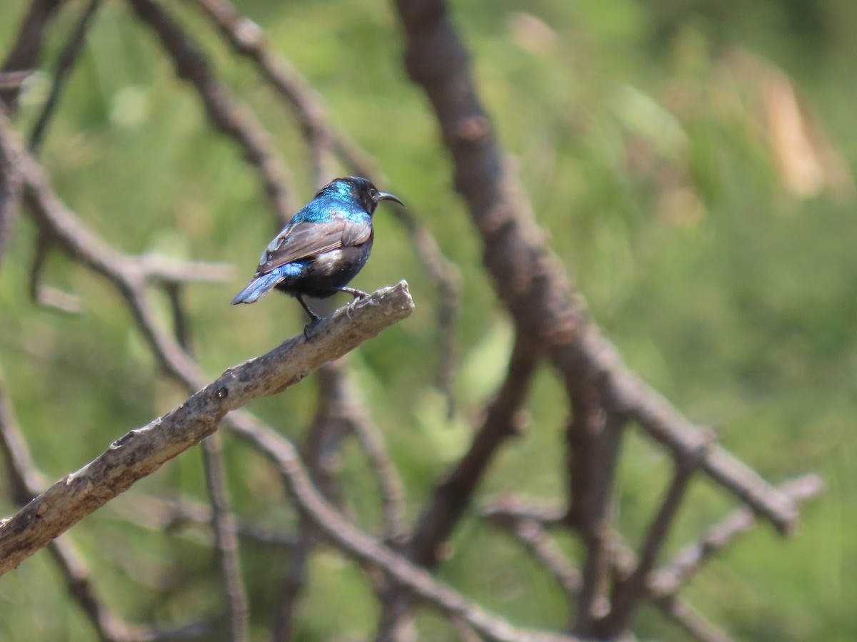 Palestine Sunbird - ML623701551