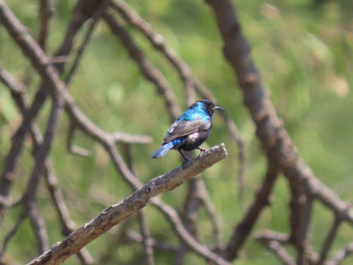 Palestine Sunbird - ML623701552