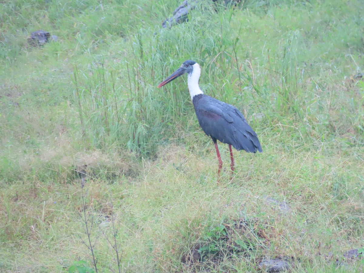 Asian Woolly-necked Stork - ML623701559