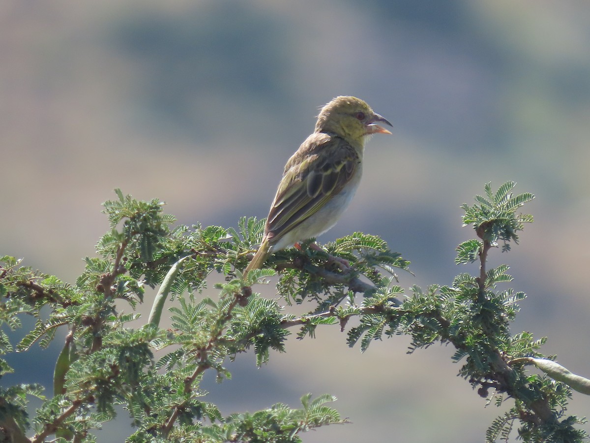 Rüppell's Weaver - Thomas Brooks