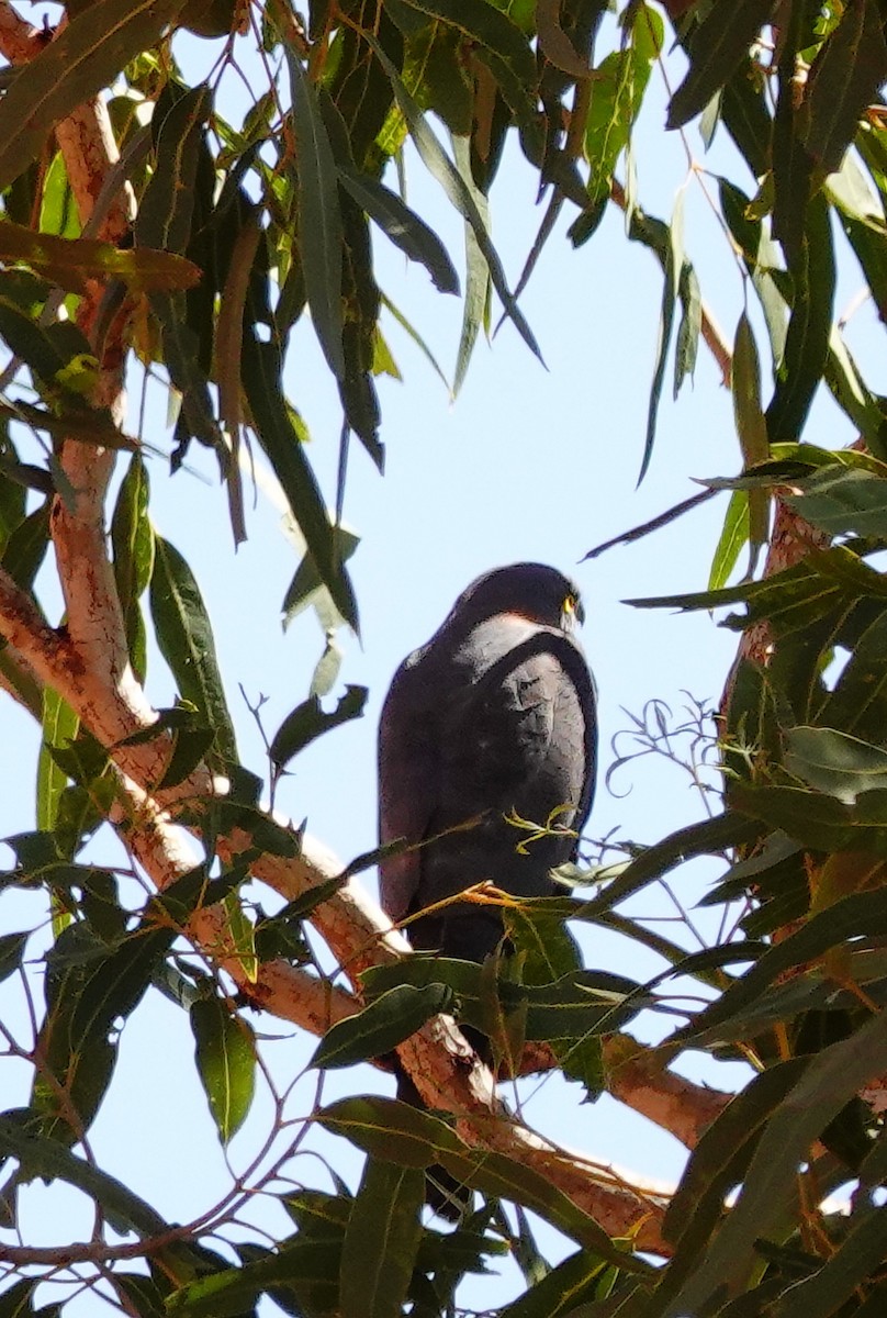 Collared Sparrowhawk - ML623701639