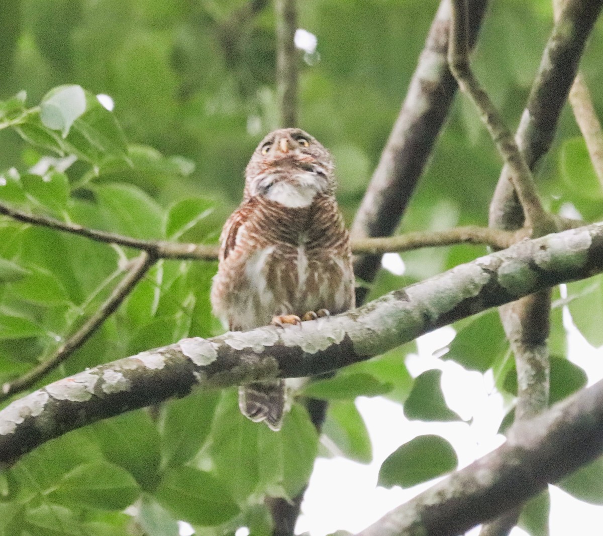 Asian Barred Owlet - ML623701659