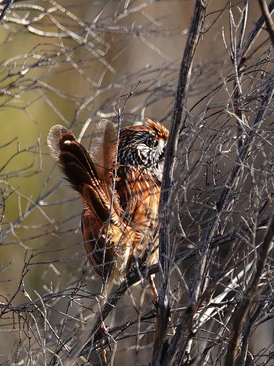 Rufous Grasswren (Sandhill) - ML623701667