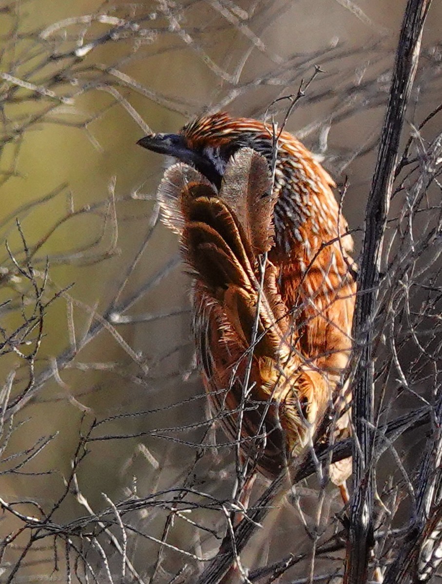 Rufous Grasswren (Sandhill) - ML623701668