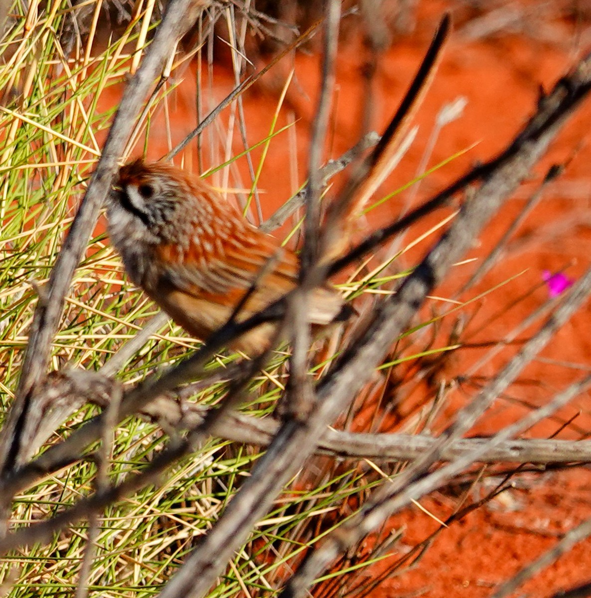 Rufous Grasswren (Sandhill) - ML623701669