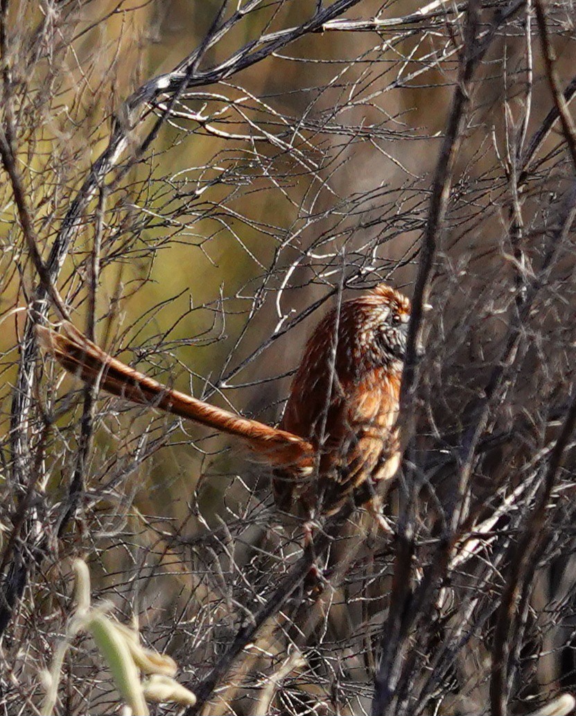 Rufous Grasswren (Sandhill) - ML623701670