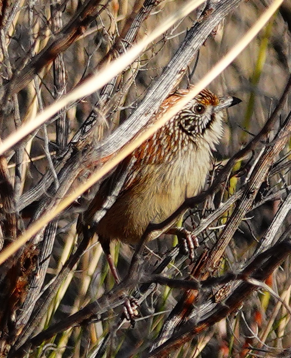 Rufous Grasswren (Sandhill) - ML623701671