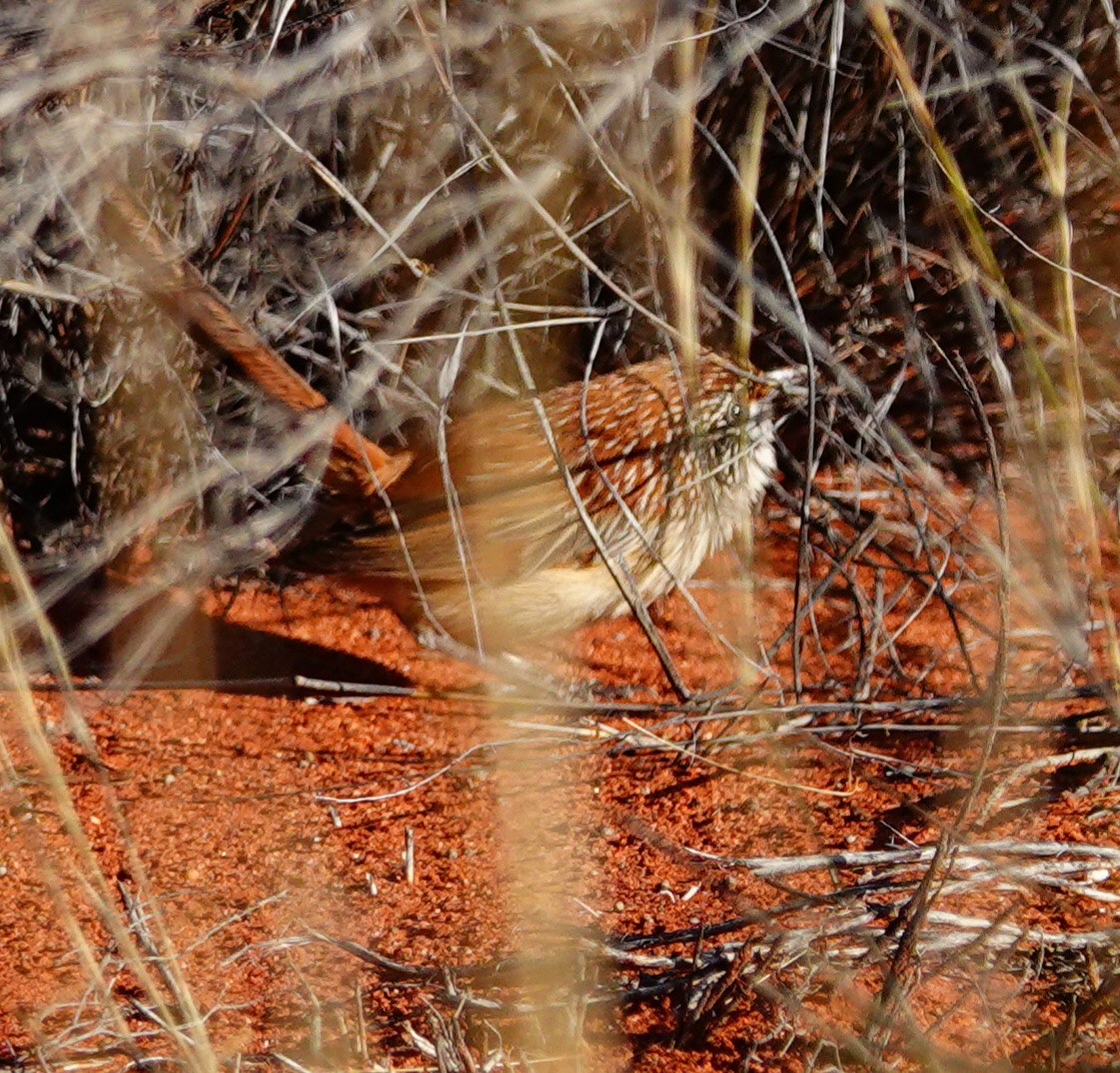 Rufous Grasswren (Sandhill) - ML623701672