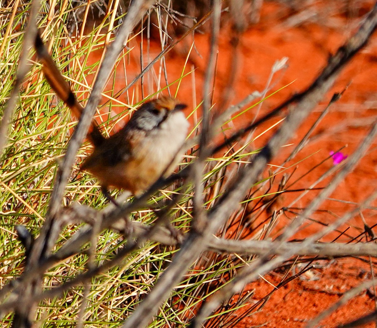 Rufous Grasswren (Sandhill) - ML623701673