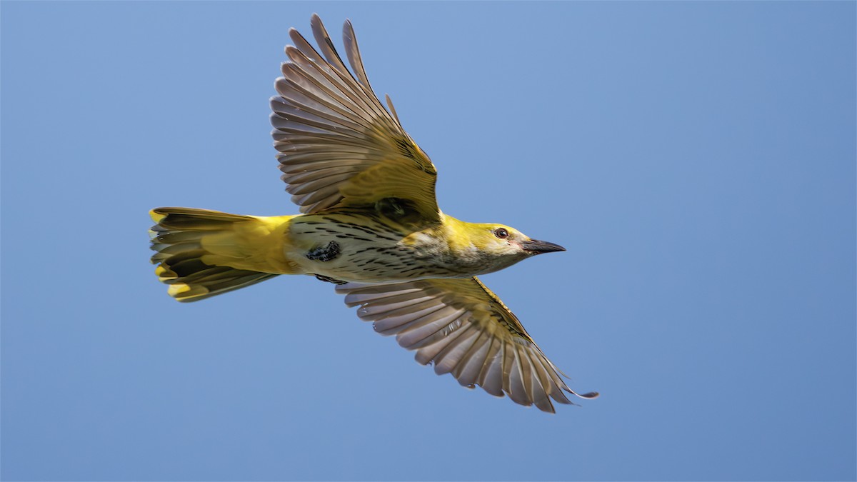 Eurasian Golden Oriole - ML623701676