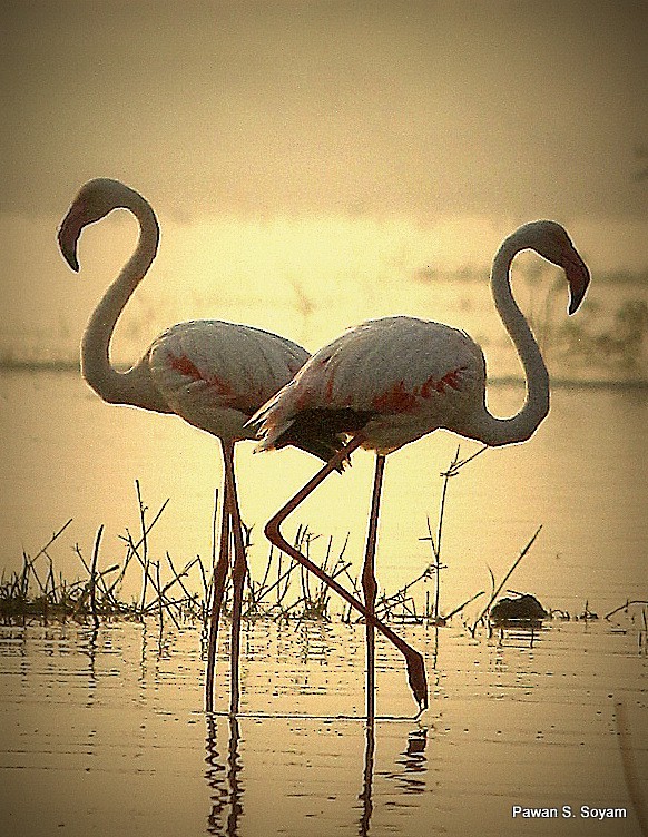 Greater Flamingo - ML623701778