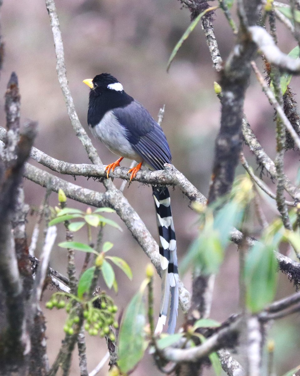 Yellow-billed Blue-Magpie - ML623701793