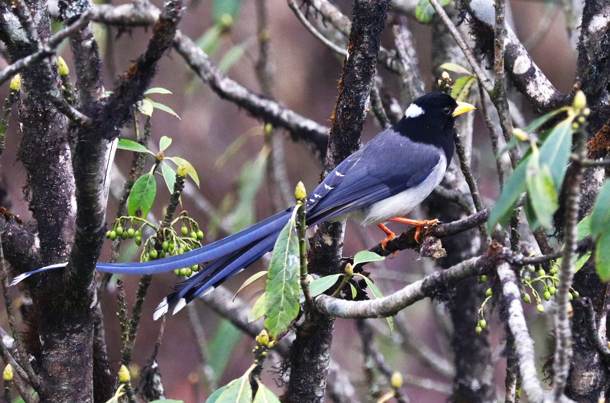 Yellow-billed Blue-Magpie - ML623701794