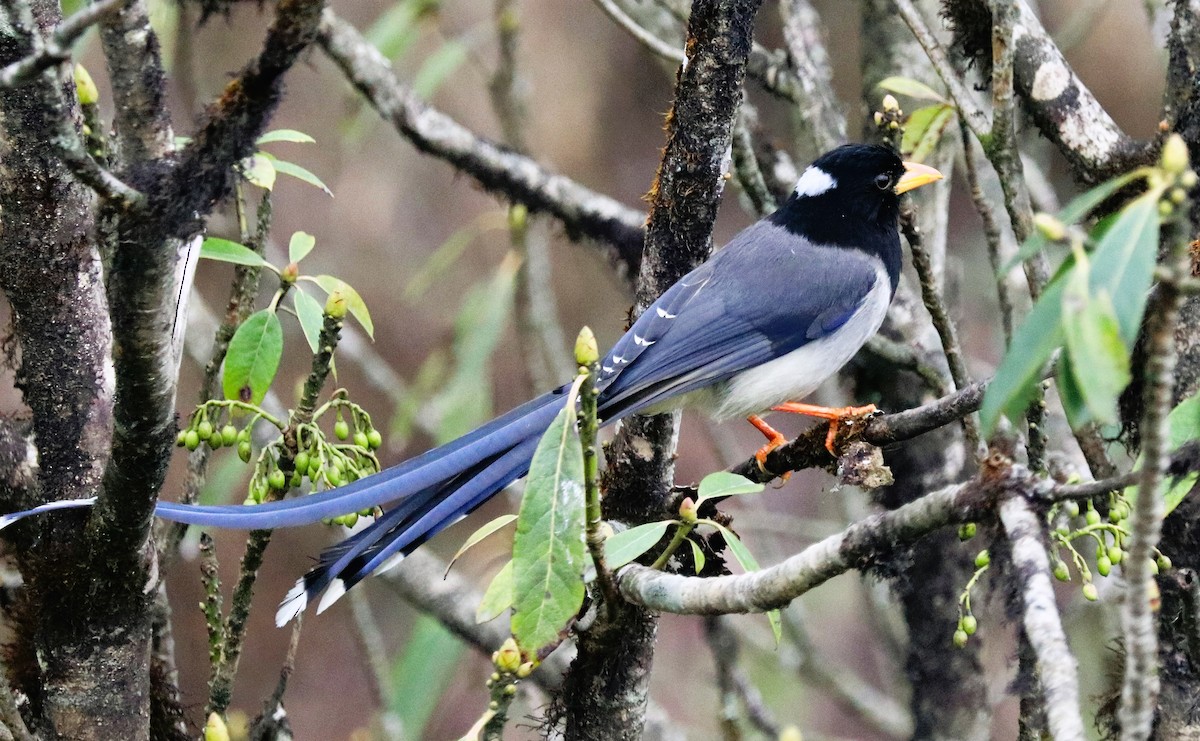 Yellow-billed Blue-Magpie - ML623701796