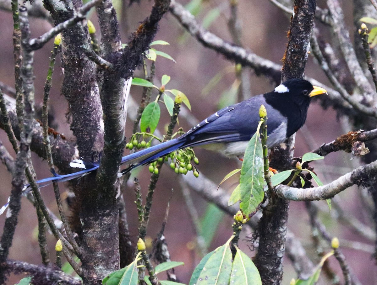 Yellow-billed Blue-Magpie - ML623701799