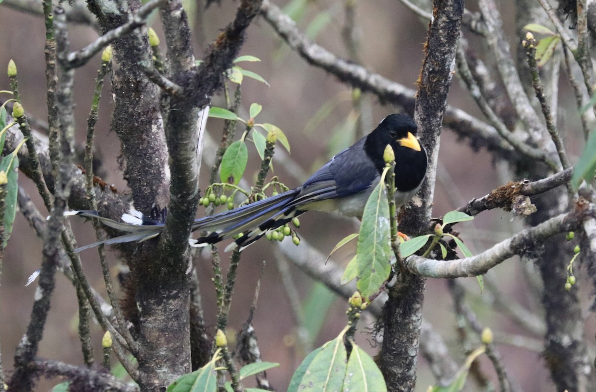 Yellow-billed Blue-Magpie - ML623701800