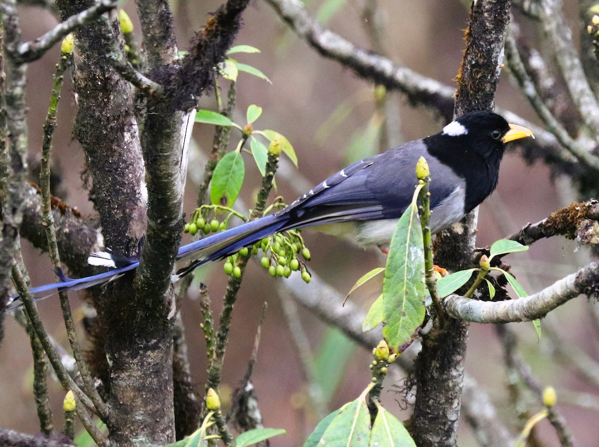 Yellow-billed Blue-Magpie - ML623701801