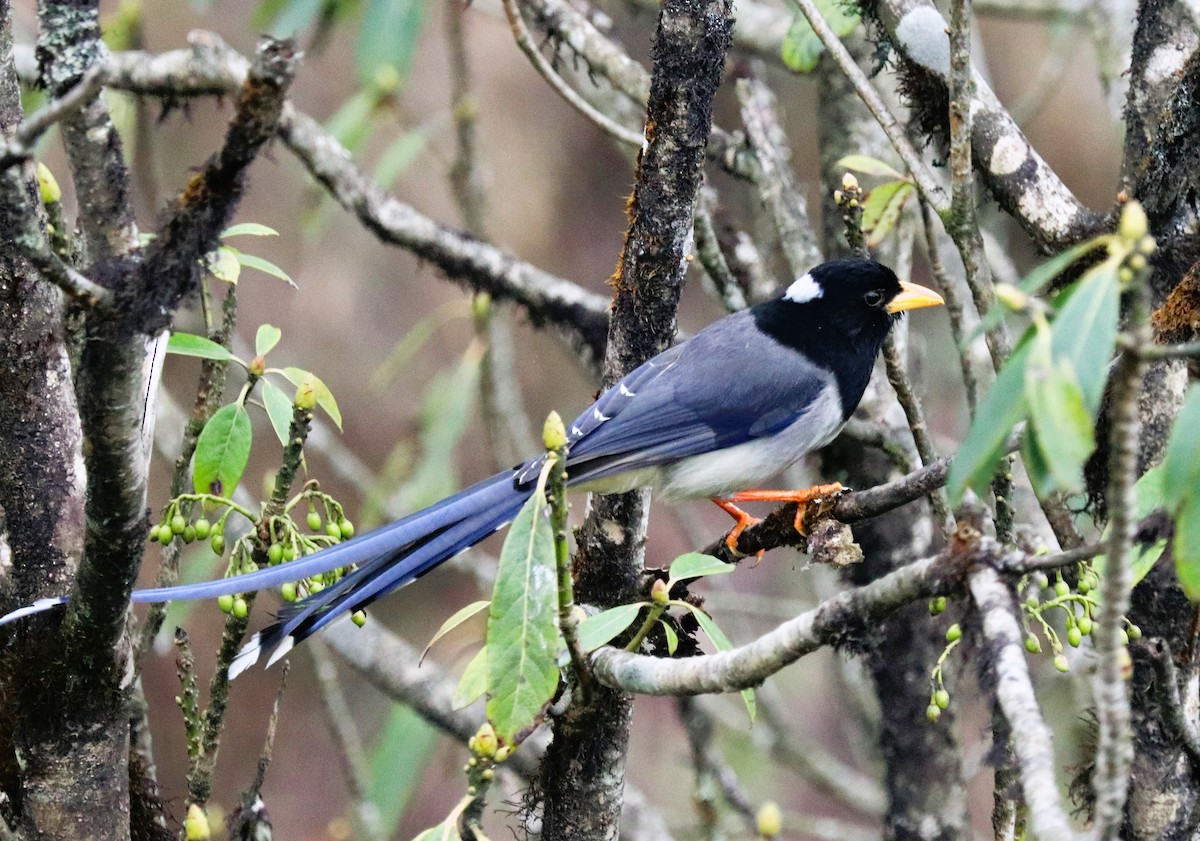 Yellow-billed Blue-Magpie - ML623701802