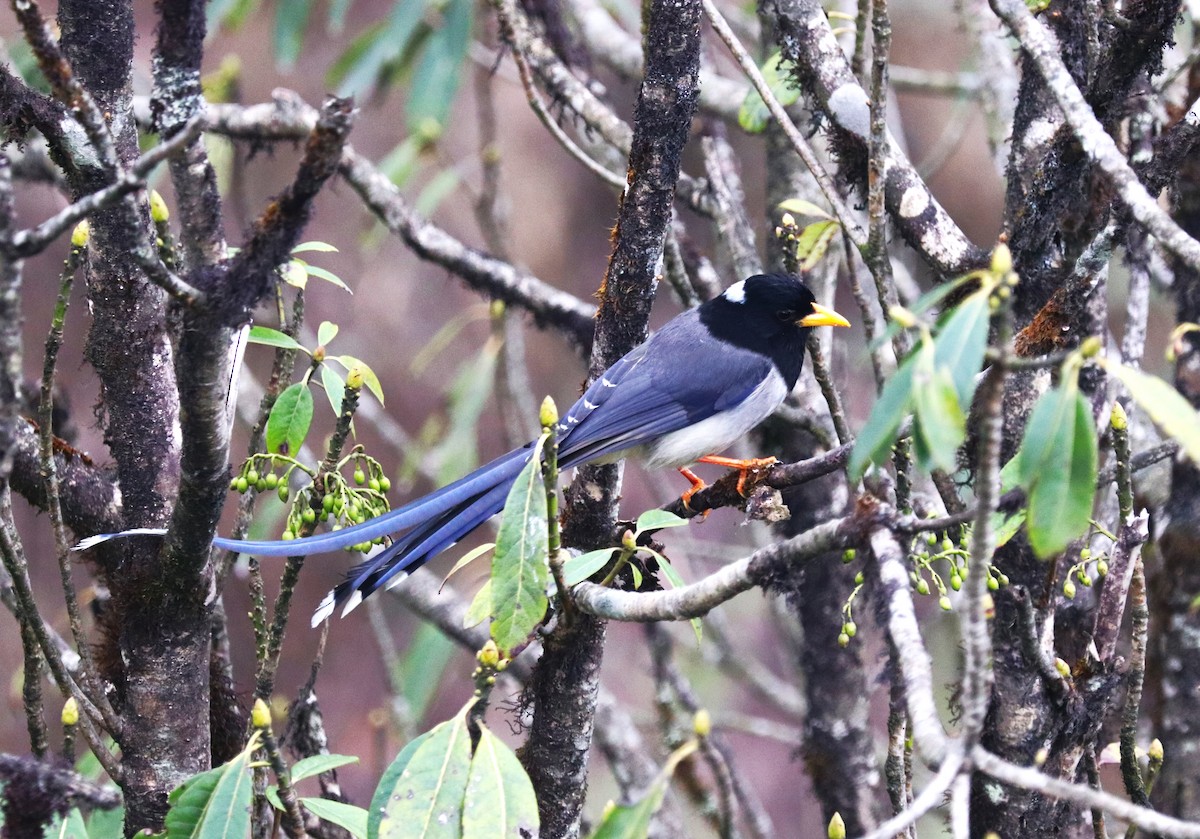 Yellow-billed Blue-Magpie - ML623701803