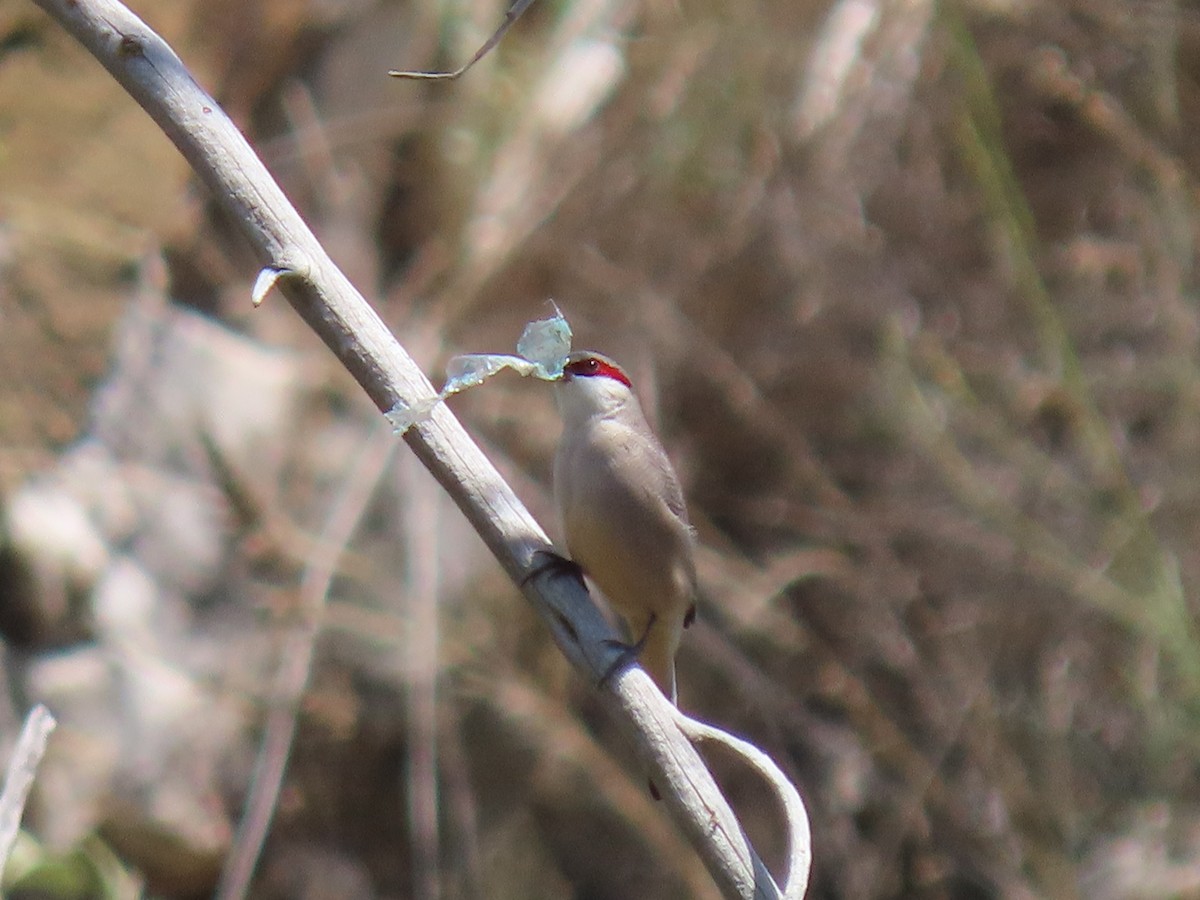 Arabian Waxbill - ML623701815