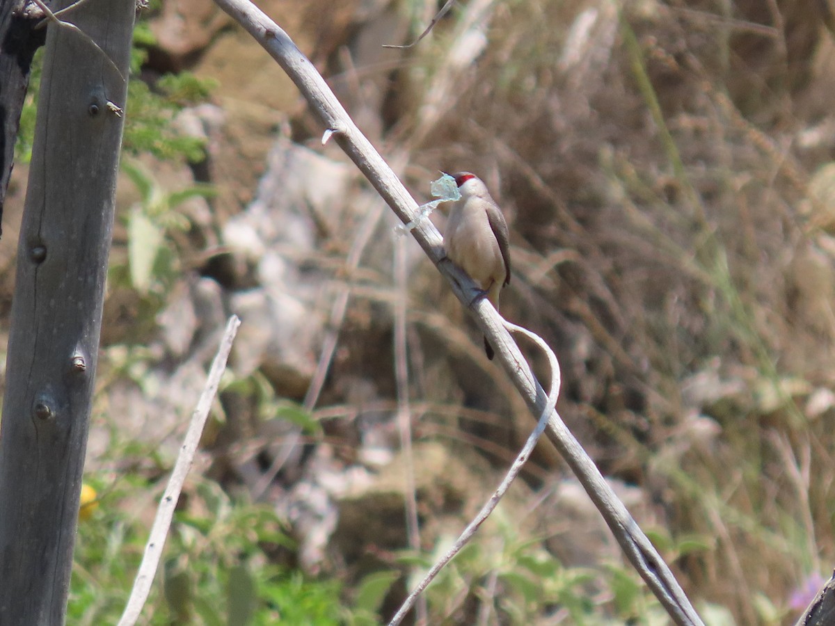 Arabian Waxbill - ML623701817