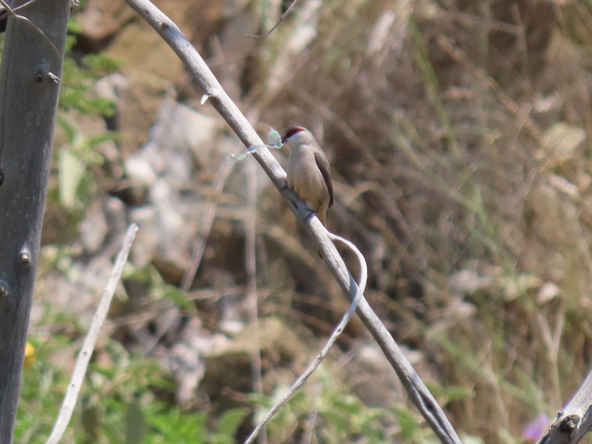 Arabian Waxbill - ML623701818